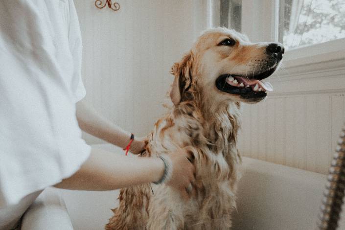 dog covered with soap being washed in the bath by a house sitter